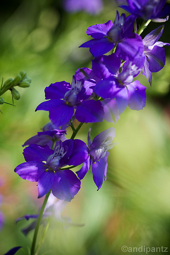 Delphinium Exaltatum